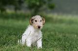 FOX TERRIER 638